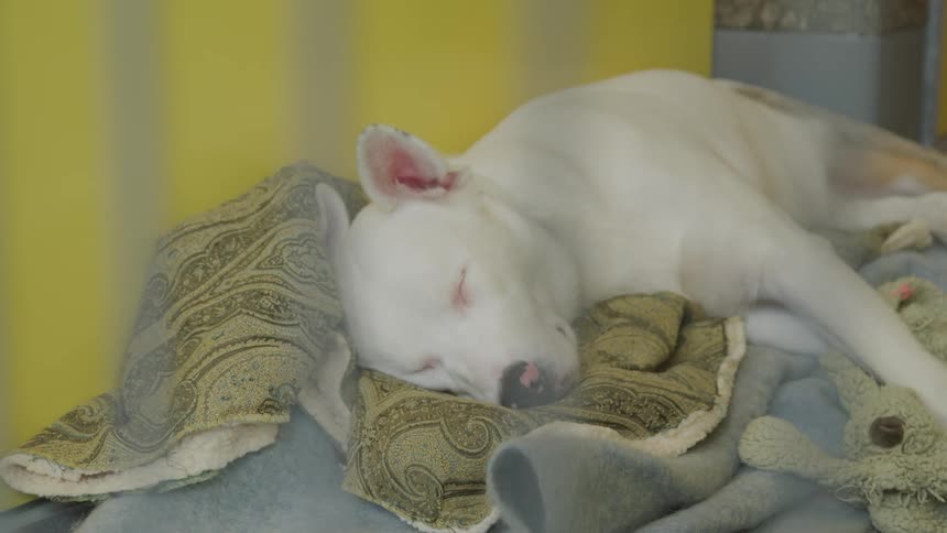 A white dog sleeps on its side on green and gray blankets