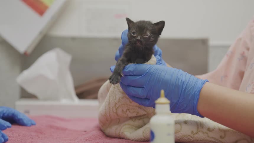 Kitten getting a medical examination
