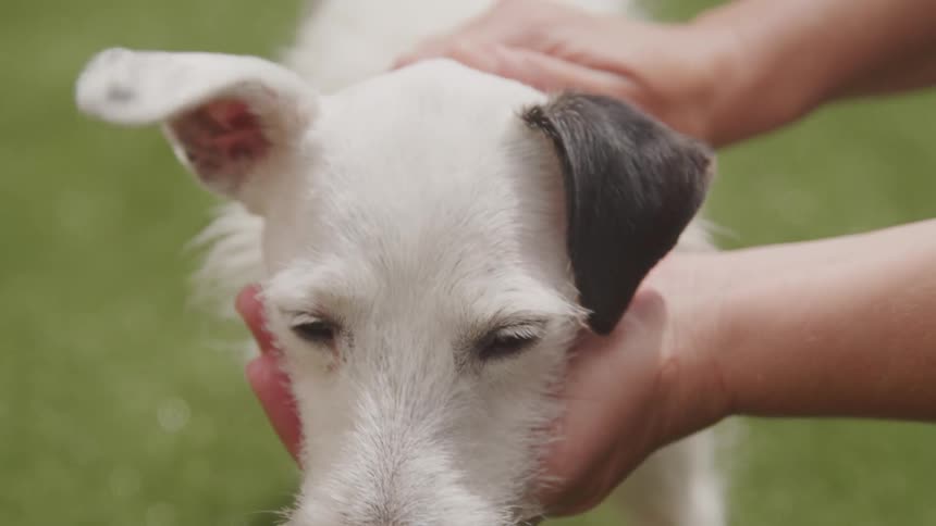 A person is petting their dog outdoors
