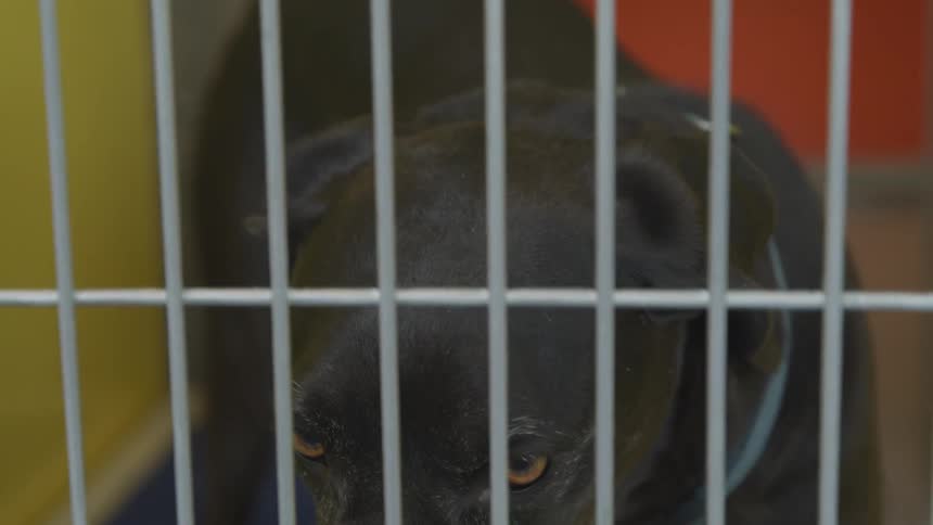 A black dog stands behind the steel bars of a kennel and then lowers its head