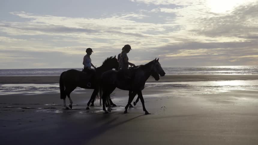 A group of horses gallop or walk along a sandy beach with ocean waves gently behind them.