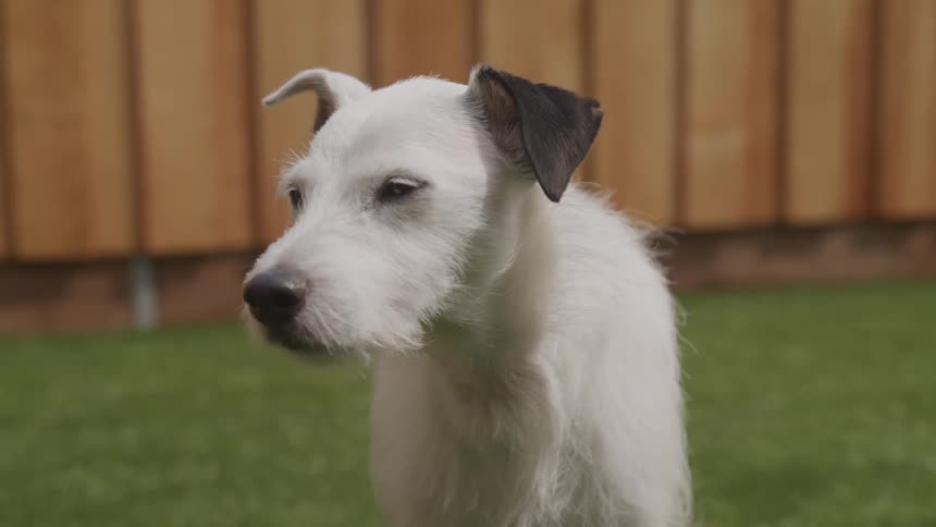A white dog with one black ear stands alone in a fenced in yard
