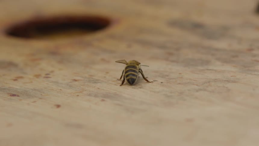 A bumblebee rests on a wood table