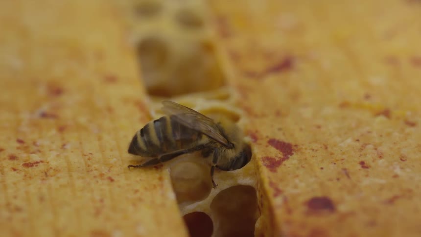 A bee sits on honeycomb