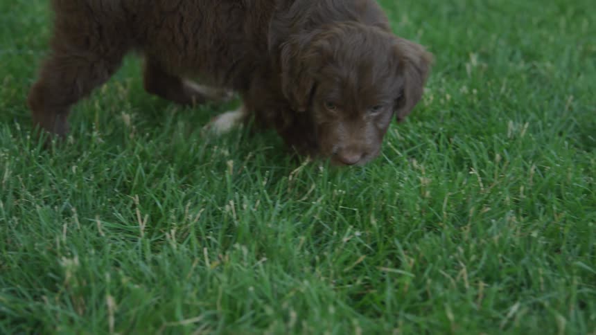 A brown puppy walking on grass for the first time