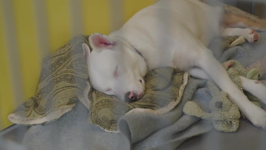White dog sleeps on a pile of blankets