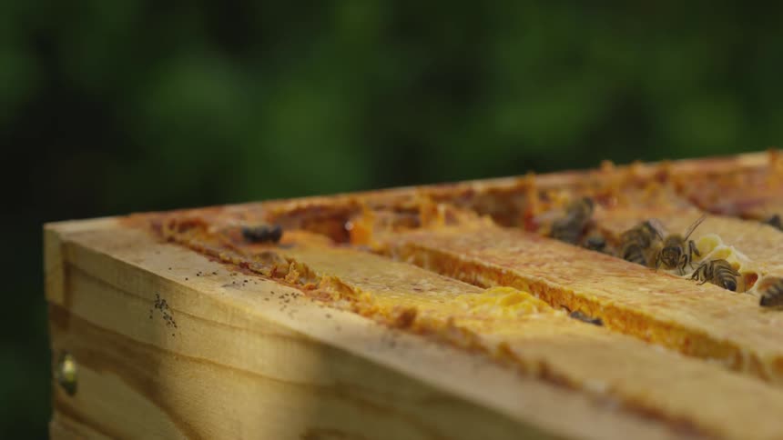 Bees coming out of a honey comb