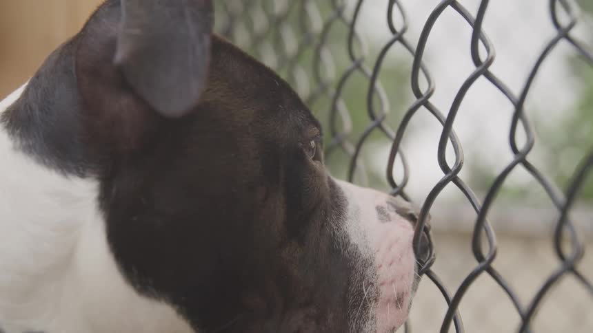 A dog is looking through a fence