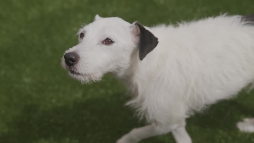 A scruffy white dog with a black spot and black ears looks upward attentively as it walks along a field of green grass