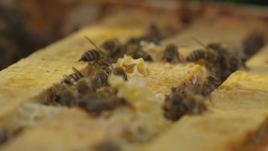 Honey bees working on top of hive
