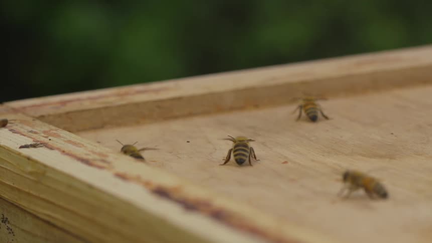 Four honey bees on on top of a wooden hive that fly away one by one