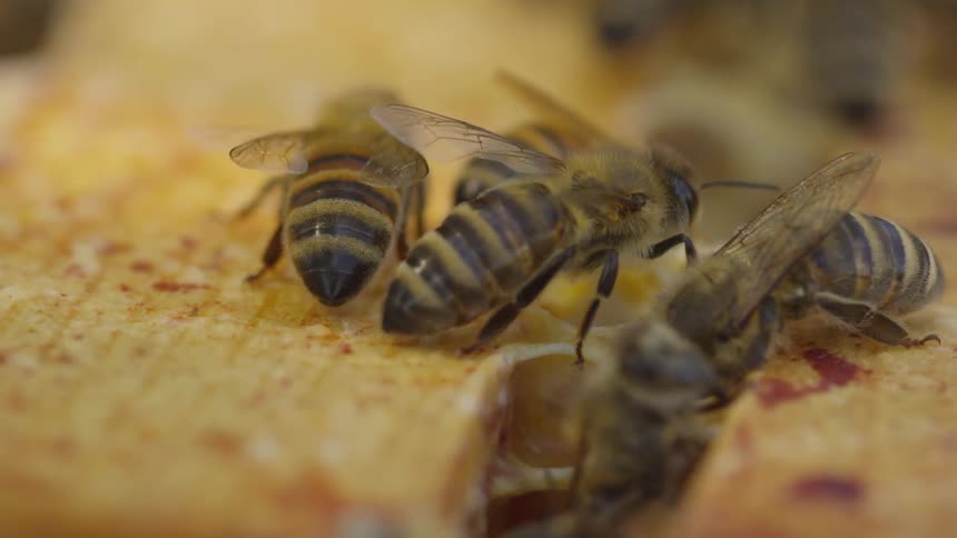 Honey bees move and work on honey comb