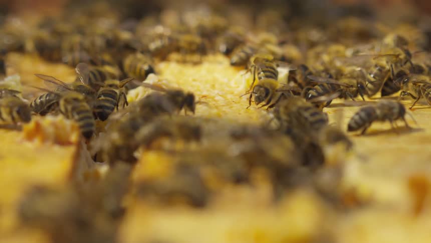 Bees crawl over a honey comb