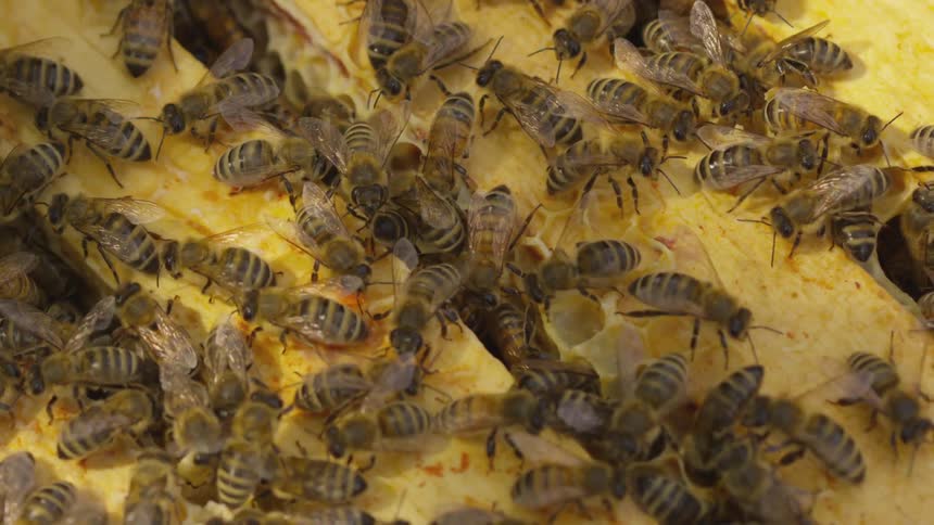 Bees crawl over honey comb