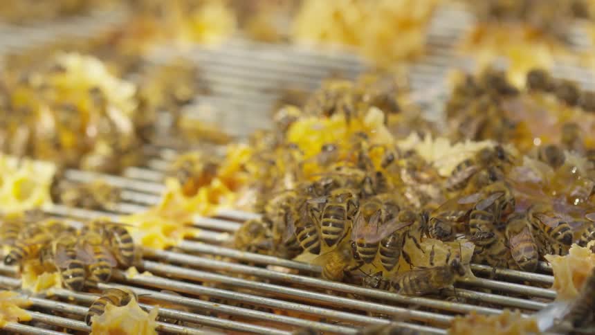 A colony of honey bees eating pieces of honeycomb off of a grill