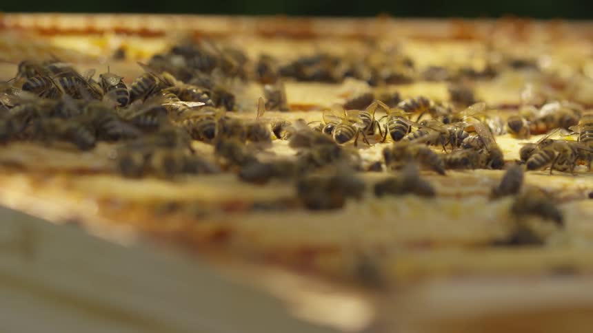 A hive of bees crawl on the table