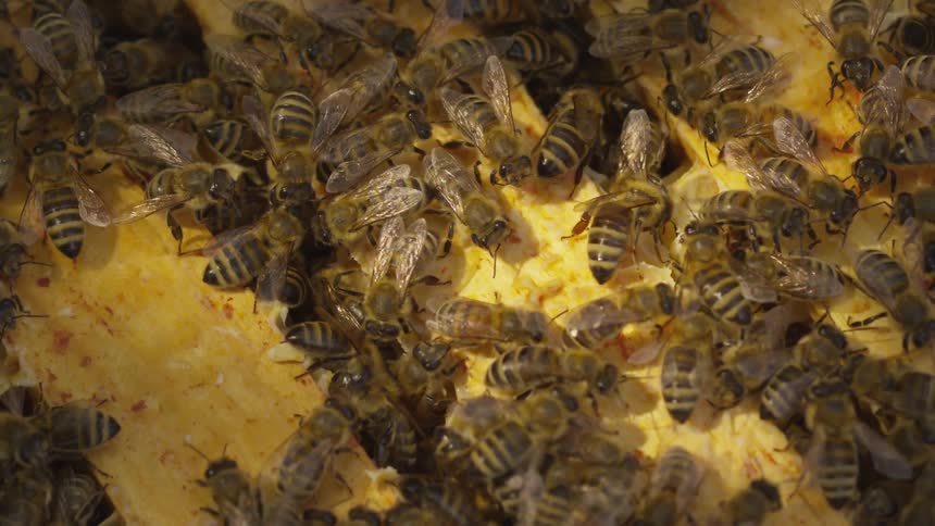 A colony of bees in a bee hive