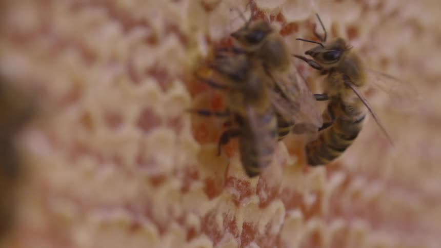 Bees crawling around on a honey comb outdoors