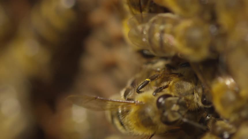 Bumble bees in a hive