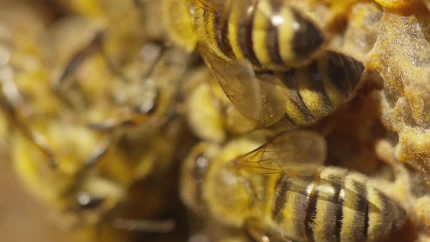 Many bees gathered on a honeycomb