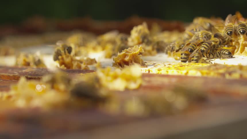 Honey bees crawling on a honeycomb
