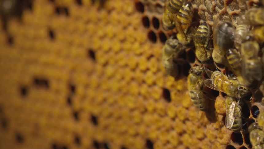 Multiple bees are in a honeycomb