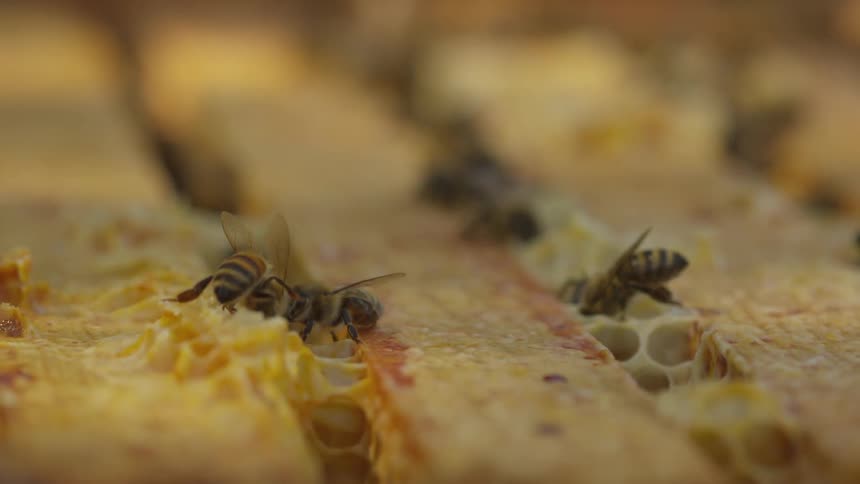 Bees work in a honey comb
