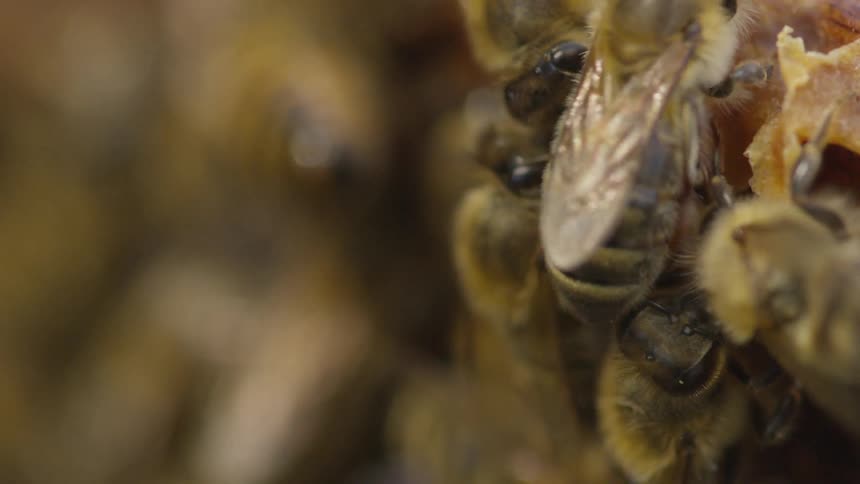Several bees gathered on a honeycomb