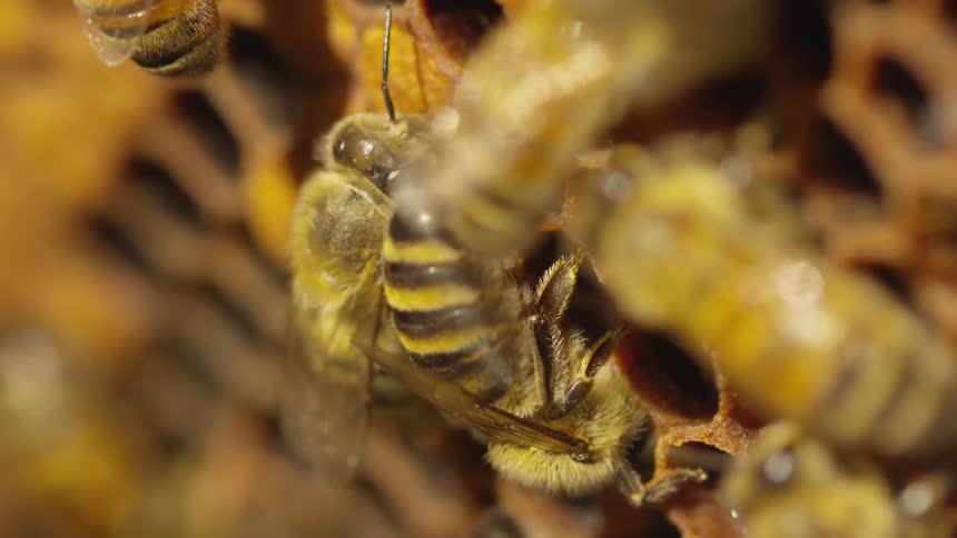 Bumble bees in a hive