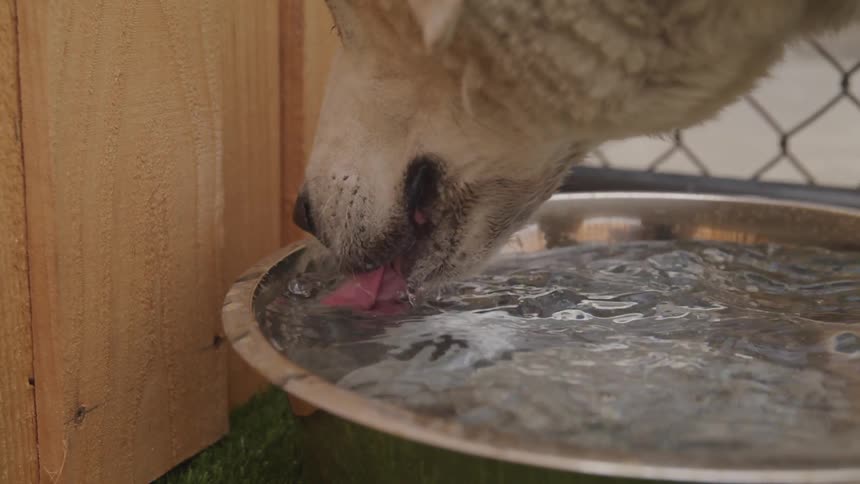 Dog drinks water from bucket and drools by day
