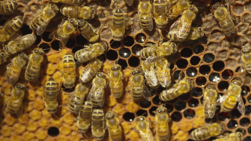 Bees are in a beehive