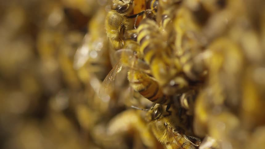 Bumble bees in a hive