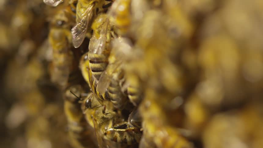 Bees swarm together