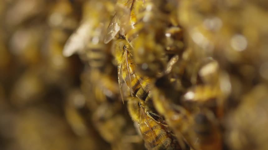 Many bees gathered in a crowd