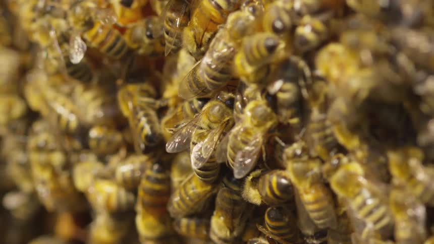 Bees swarming together