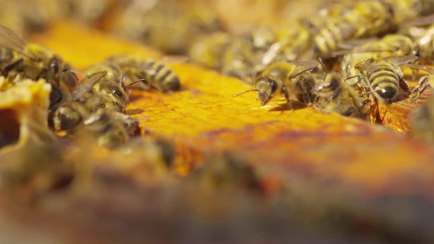 Many bees gathered near a honeycomb
