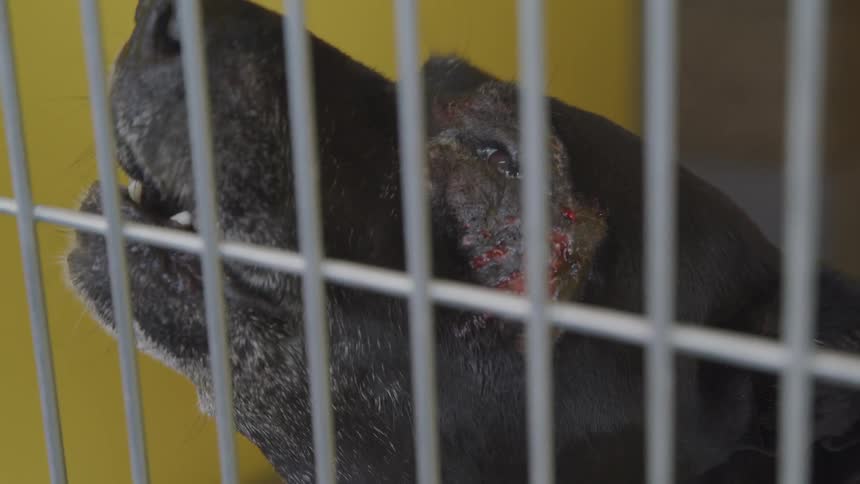A dog is barking while hes in a cage