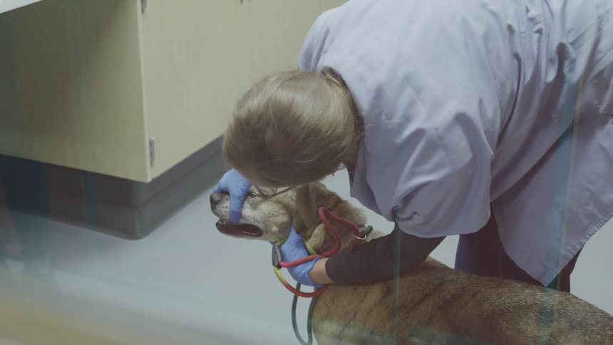 A female vet clinic worker examines a dogs mouth