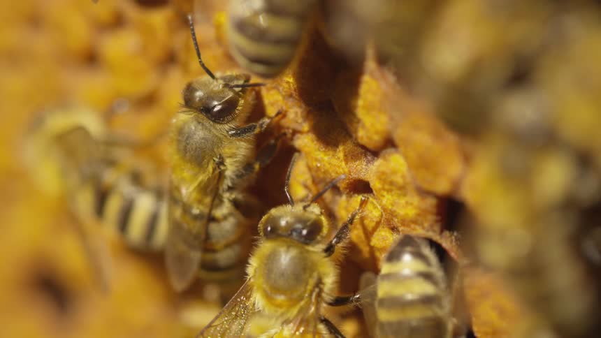 Bees are in a beehive