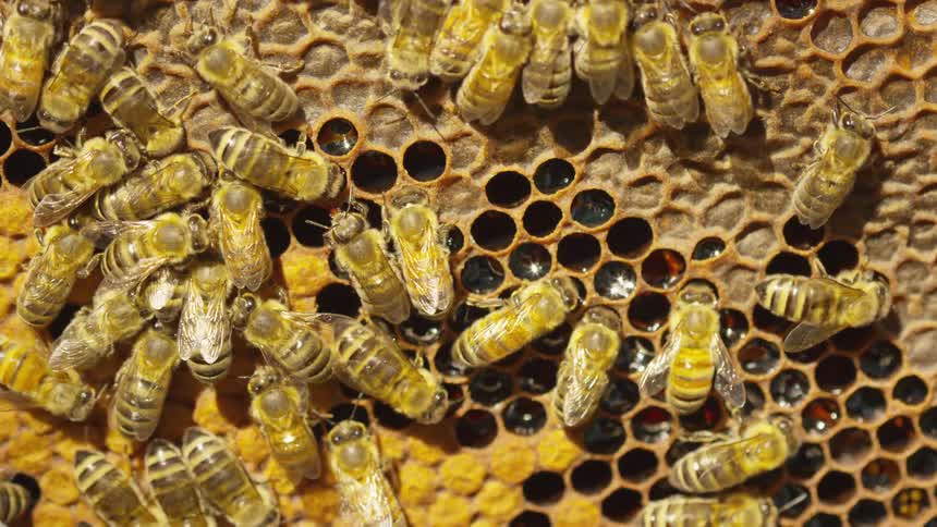 Honey bees move around on a honeycomb that is a mix of open and sealed cells