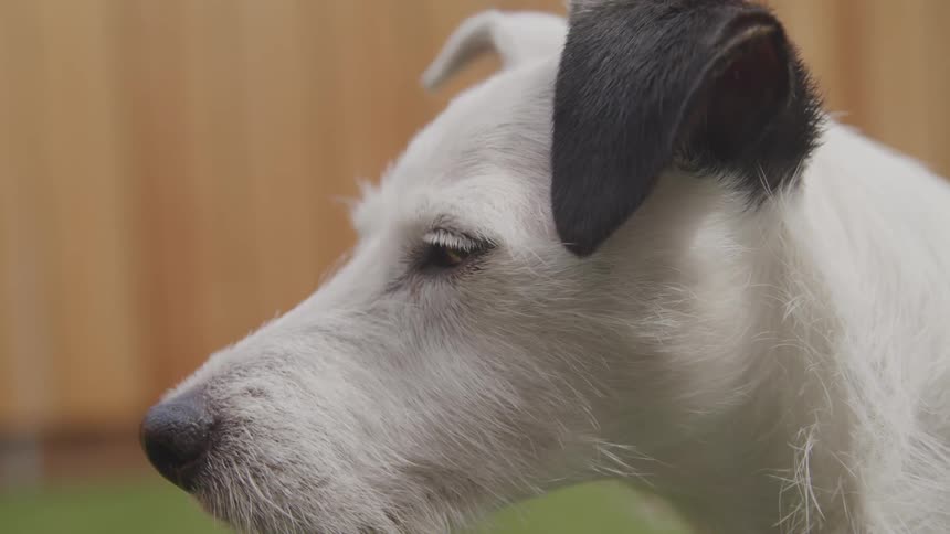 White dog with black ears blinks eyes and turns head
