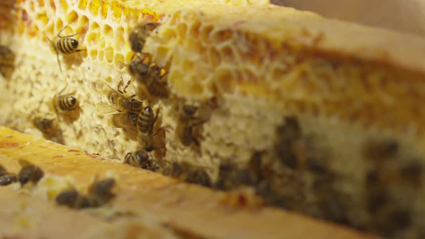 Colony of bees feeding off of a slice of a honeycomb