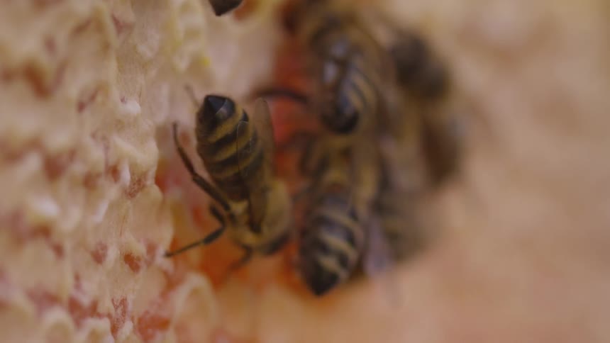 Honey bees in a hive