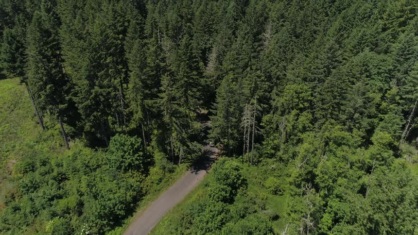 A car following a road into a forest