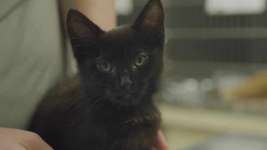 A person pets a black kitten while it licks its nose