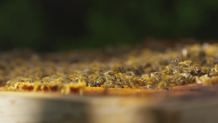 A group of yellow and black bees crawl around