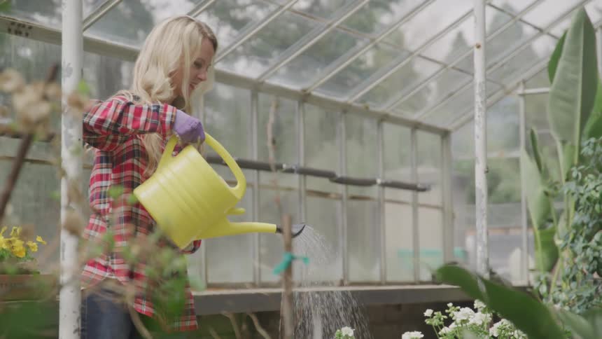A woman wearing purple latex gloves is watering white flowers in a greenhouse with a yellow watering can
