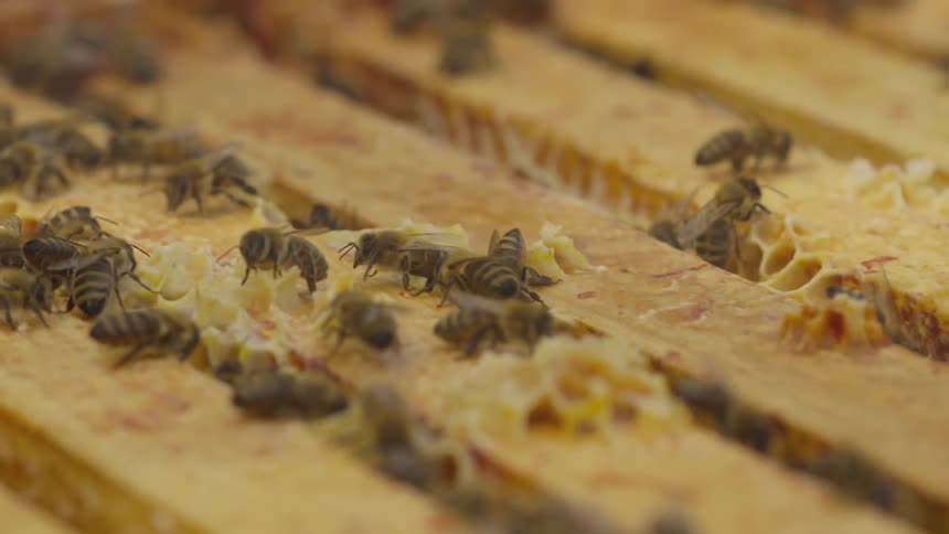 Honey bees building hives