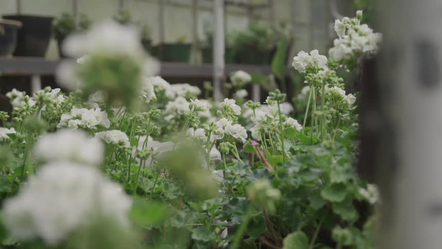 A garden of flowers