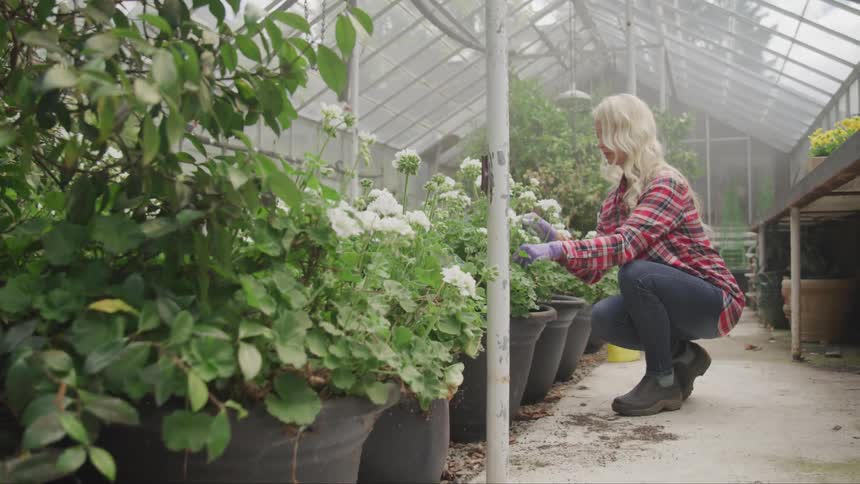 A woman checks potted plants in a large greenhouse